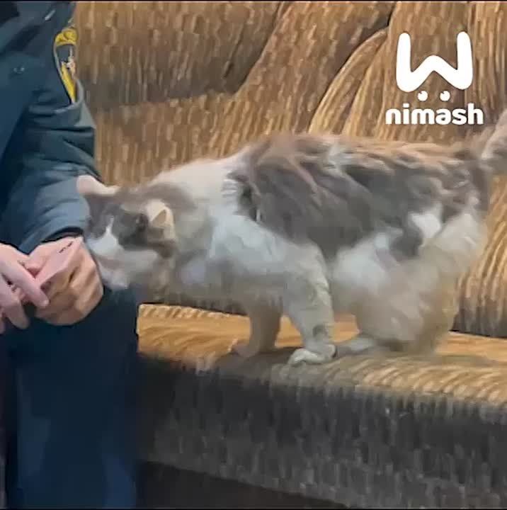 ����������� ��������� �������� ����, ������ �������� ����� � ������