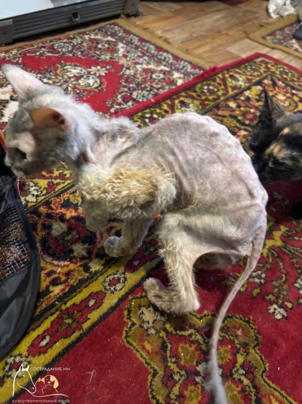 ��� �������-������� ������� ������ �������, �� ������������� ��������� ������ ��