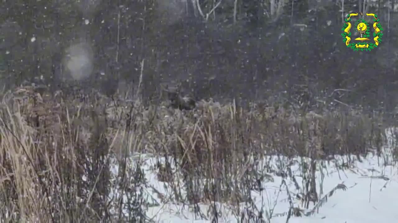 Дневная прогулка лося в Воротынском округе попала на видео