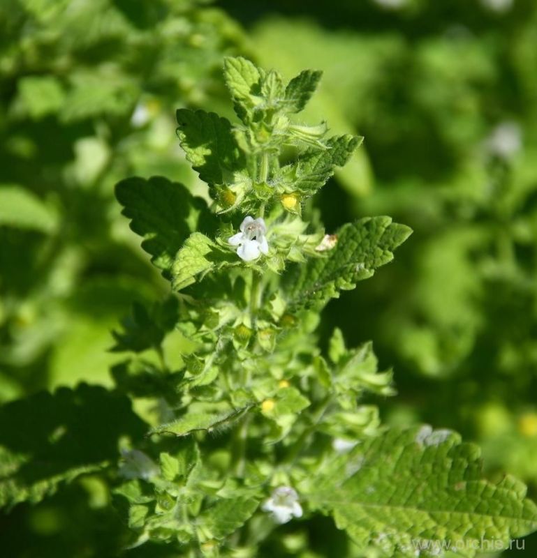 ������� ��������: �����, ������� ������� �������� �������� � ��������� ��������