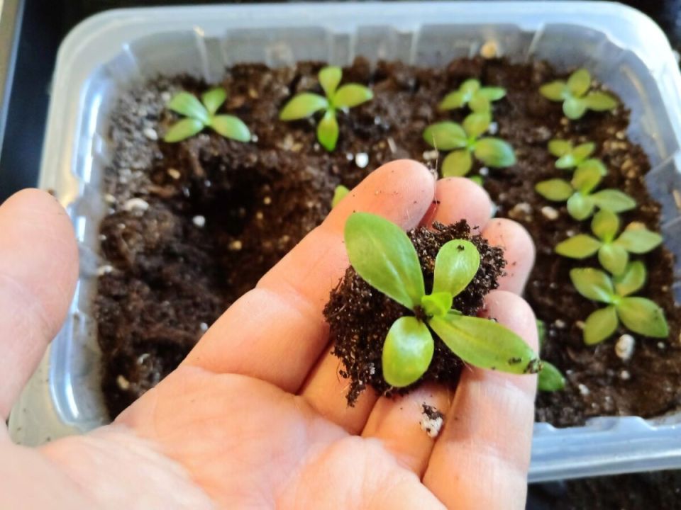 ��� ��������� ���������� �������: ������������ ������ ��� ���������