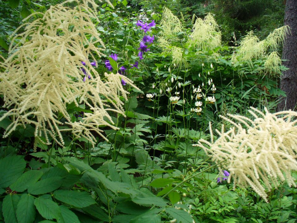 ��� ������������-������� �������� ����������� ��� ��� �� ���� �����