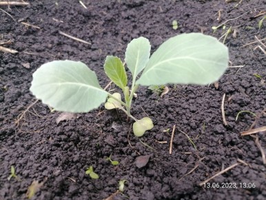 ��� �������� ������� �� ����������: ����������� ������ � ������ ���������