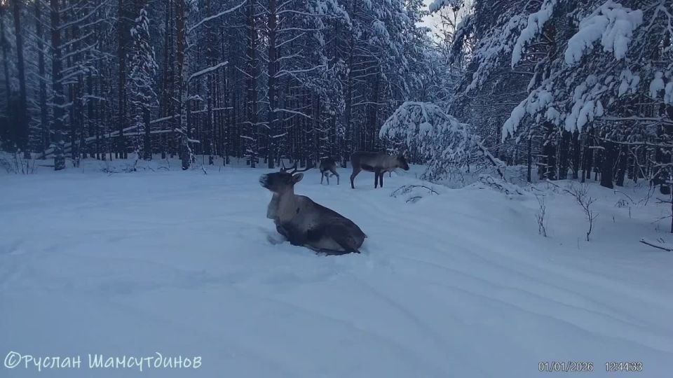 ����� �������� ������ ����������� ����������� � ���������� �����������