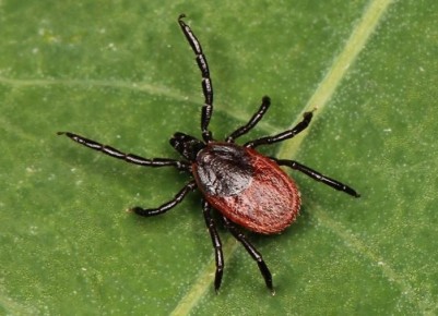 ��� ���������� �� ������: ������ �� ������������ ��� �����������