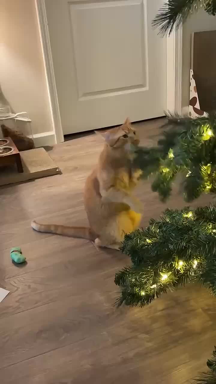 Просим у ёлочки, чтобы праздники не заканчивались