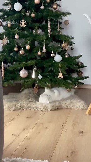 ����� ���� ������� ������������ �� ���-�� ��������, ��������, �� ���������� ����