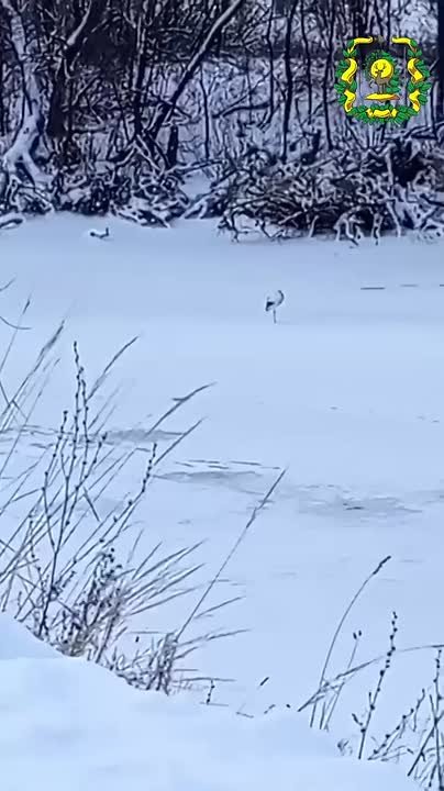 Помните аиста, оставшегося зимовать в Перевозском округе?