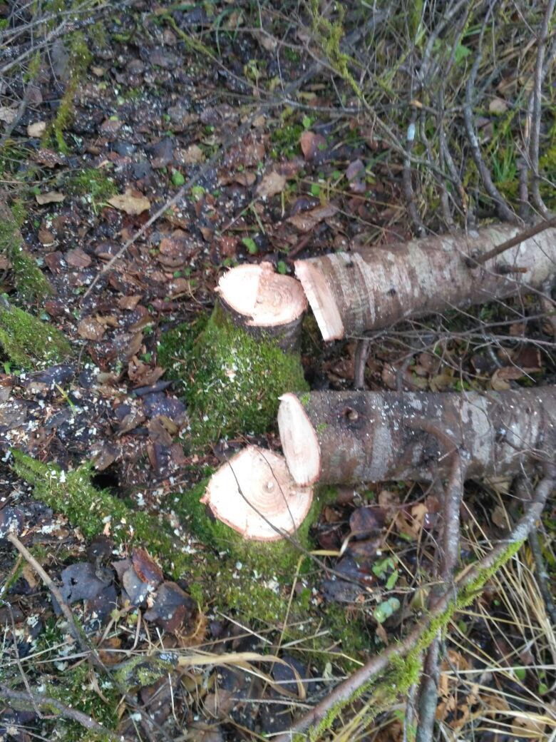 Подозреваемый в незаконной рубке лесных насаждений установлен полицейскими в Тоншаевском округе Подозреваемый в незаконной рубке лесных насаждений установлен полицейскими в Тоншаевском округе