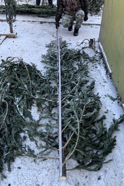 Подозреваемый в незаконной рубке лесных насаждений установлен полицейскими в Тоншаевском округе