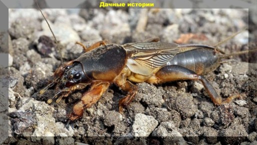 ��������: ������ ��� ��������� � �����������