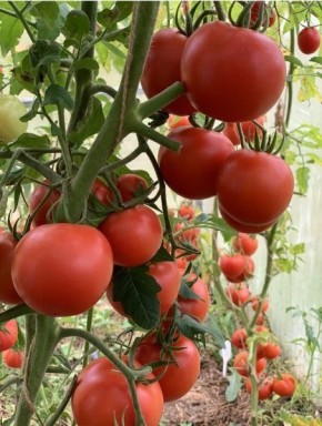 ���������: �����, ������� �������� ������ �����������