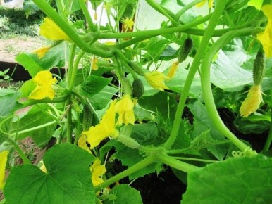 ��� ���������� ������� ������ ������� � �������� ����: ������ �� ���������