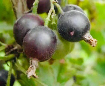 ����������� � ����� �� ������: ��� ��������� �������� ���� ���������� ���������