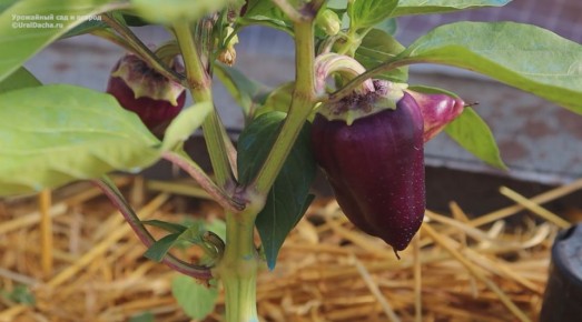 Подкормка перцев в июне: ключ к богатому урожаю