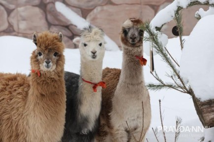 �������?. ������ ����������� ���� �������� ���������� ��������, ������� ����� �������! � ��� ����������� ����� �����, ������ ������ ������� � �������� �� ������ �������