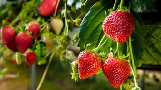 ��� ������� ������� ������ ������� ���������: 7 ������� ������