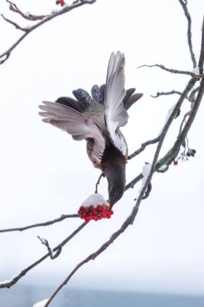 ������� ����� ������������� ������