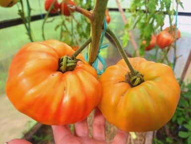 ��������������� ����� ������ �������� �������