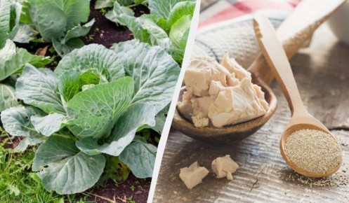 ��� ������ �������� ��������� ������� �������� � �����