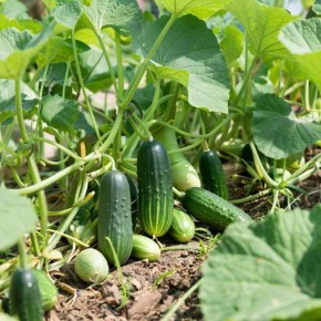 ���������� ��������� ���������: ������ ����� ������� ��� ������ ������� � 2026 ����