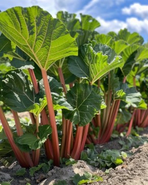 ������: ��������� ����� ������ �������, ������� ����� ���������!