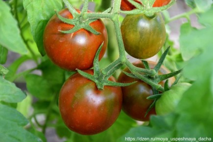 ��������� ���� ������, ������� ����� ����� �������� ��� �������