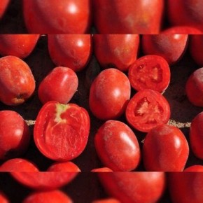 Томат Рекордсмен: секреты успешного урожая на вашем огороде