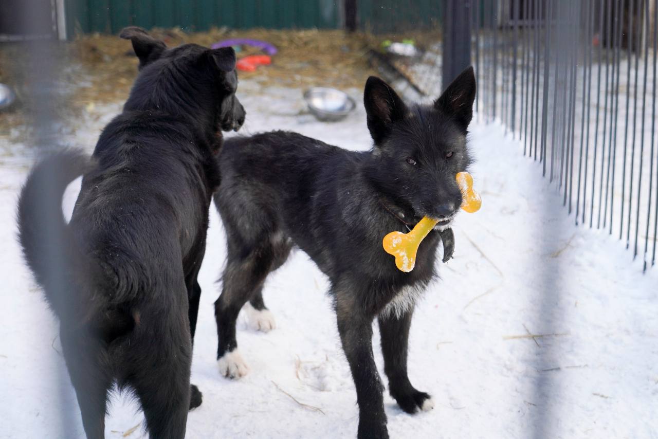 Юрий Шалабаев: Регулярно посещаю «Сострадание» как приют, который уже несколько лет пользуется мерами поддержки администрации города Юрий Шалабаев: Регулярно посещаю «Сострадание» как приют, который уже несколько лет пользуется мерами поддержки администрации города