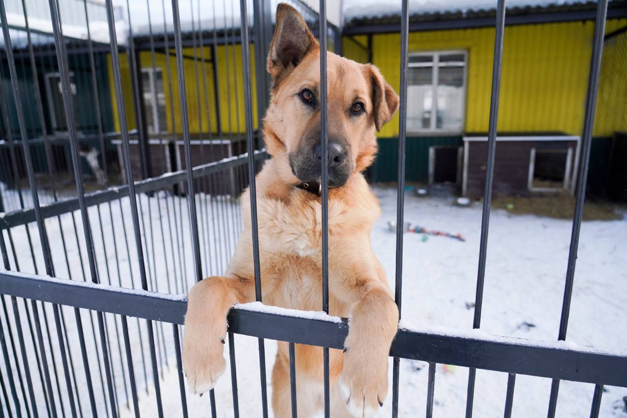 Юрий Шалабаев: Регулярно посещаю «Сострадание» как приют, который уже несколько лет пользуется мерами поддержки администрации города Юрий Шалабаев: Регулярно посещаю «Сострадание» как приют, который уже несколько лет пользуется мерами поддержки администрации города