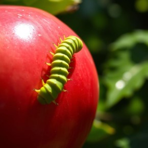 ��� �������� ��� ��� �� �������: ����������� ������ � ������