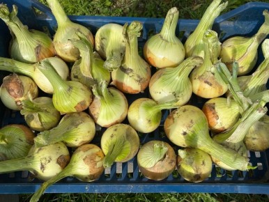 Секрет долгого хранения лука: простой метод, проверенный соседским агрономом