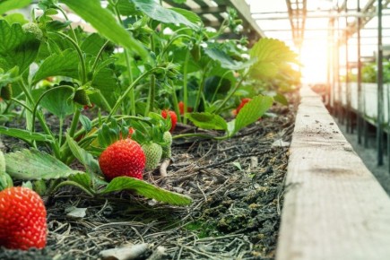 ���������� ������� ��������� ��������: ��� ������� �� ����� �������