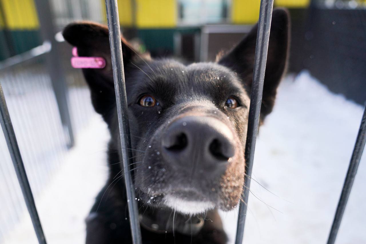 Юрий Шалабаев: Регулярно посещаю «Сострадание» как приют, который уже несколько лет пользуется мерами поддержки администрации города Юрий Шалабаев: Регулярно посещаю «Сострадание» как приют, который уже несколько лет пользуется мерами поддержки администрации города