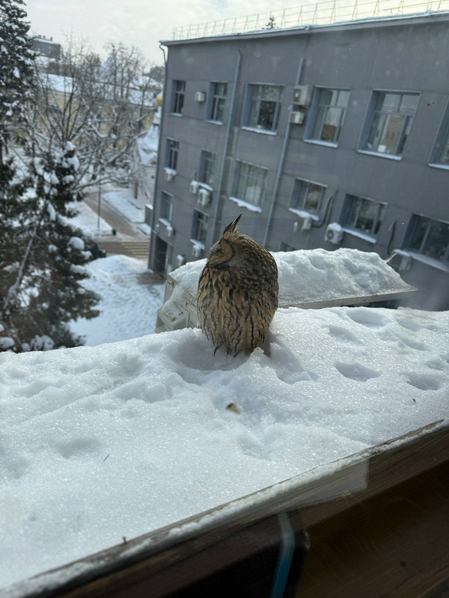 Ушастую сову спасли в нижегородском Кремле