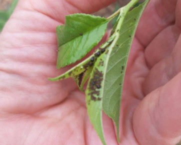 ��� �������� ����� �� ��� � ���������� �����