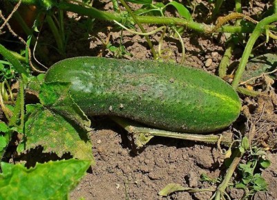 ��� �������� ���������� ������ �������: ������ �� ������� ��������