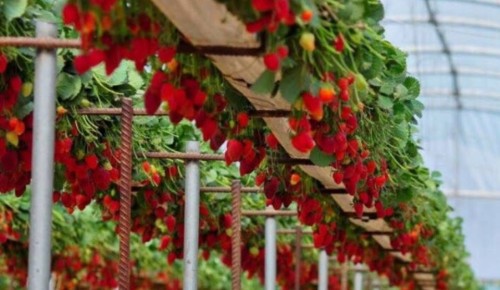 ��� ����������� ������� ���������� ������� � ������� ��������