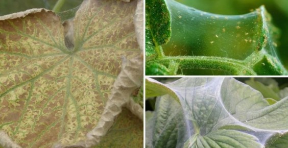 Борьба с паутинным клещом: как спасти огурцы в теплице без химии