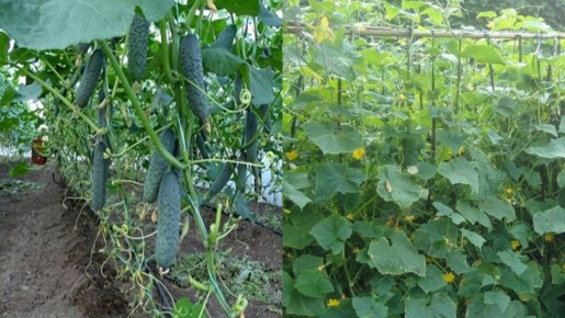 Как собрать богатый урожай шпалерных огурцов до октября без теплицы