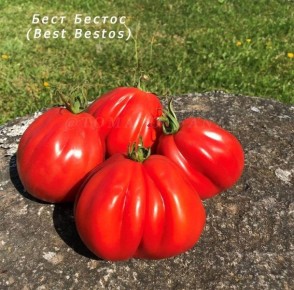 Томат Бест Бестос: спокойная история высокого урожая и мясистой мякоти