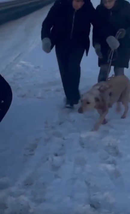Большеболдинские полицейские установили личность подозреваемого в жестком обращении с собакой