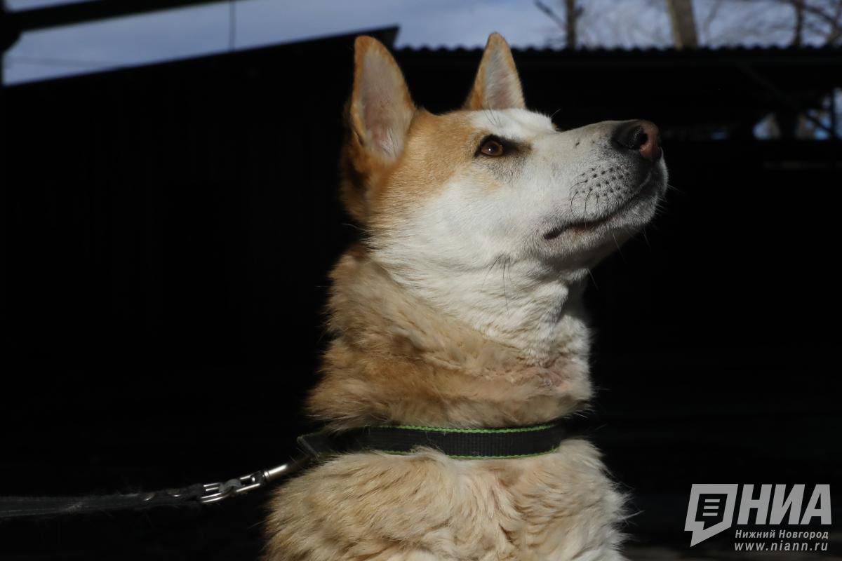 На живодера из Большеболдинского округа завели уголовное дело