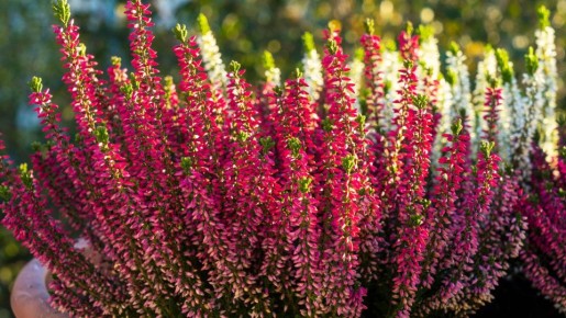 Яркий почвопокровник вырастет в саду безо всяких удобрений: будет цвести до заморозков