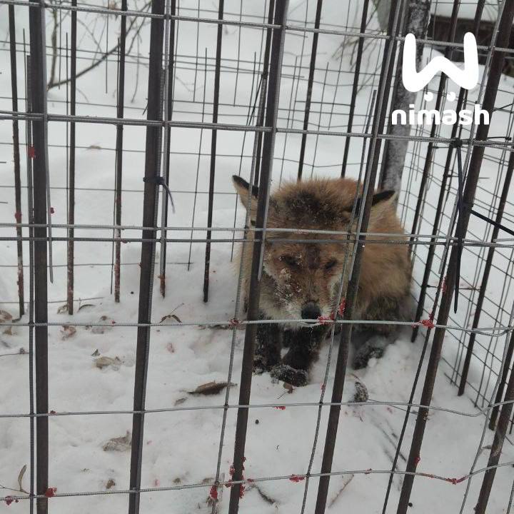 Раненая лиса бегала возле детского сада в Берёзовой Пойме и пугала местных жителей Раненая лиса бегала возле детского сада в Берёзовой Пойме и пугала местных жителей