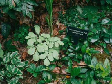 Секреты осенней борьбы со снытью: как вернуть контроль над садом
