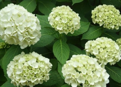 ��� ������� � ����� ���������: ������� �������� �������