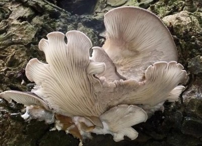 ��� ��������� ������� �� ����� �����: ������� ���������� ��� �������� ���������