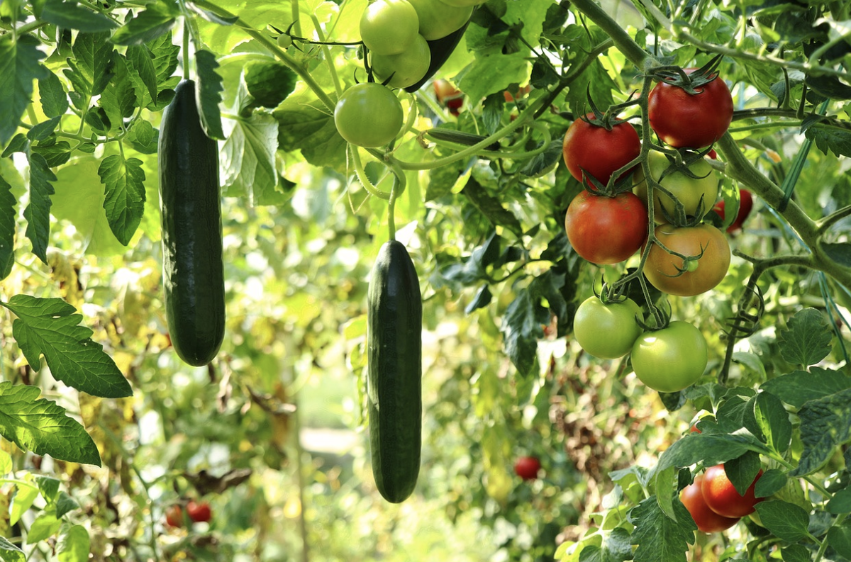 Как ускорить прорастание семян: секреты для быстрого роста растений