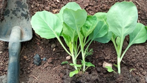 Эффективный способ посадки капусты для борьбы с вредителями